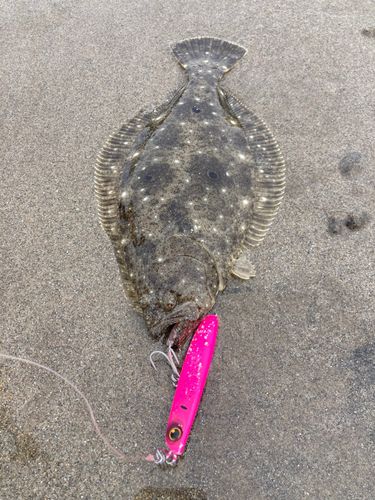 ヒラメの釣果