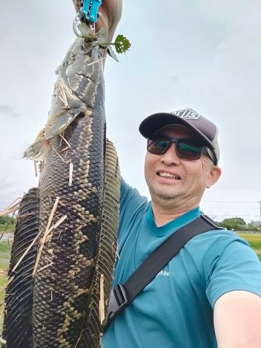 ライギョの釣果