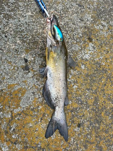 アメリカナマズの釣果