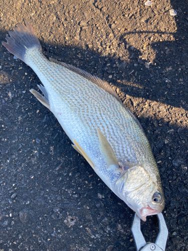 イシモチの釣果