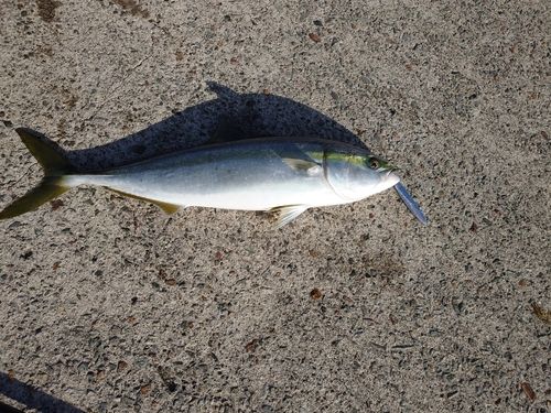 イナダの釣果