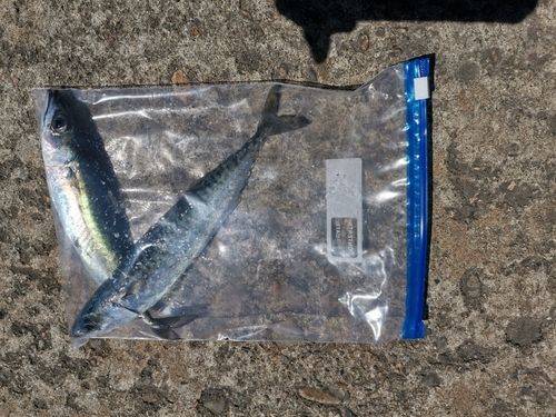 サバの釣果