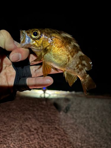 メバルの釣果
