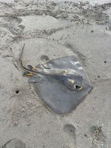 アカエイの釣果