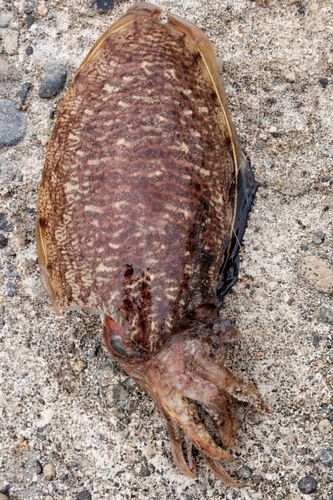 コウイカの釣果
