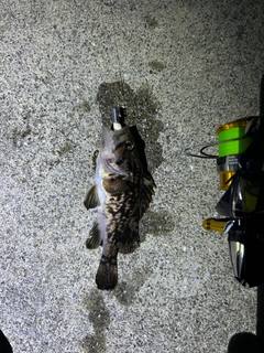 クロソイの釣果