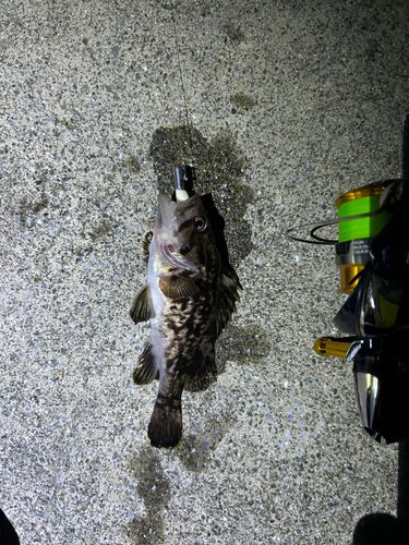 クロソイの釣果