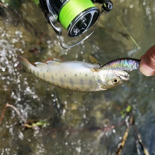 ヤマメの釣果