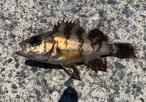 メバルの釣果