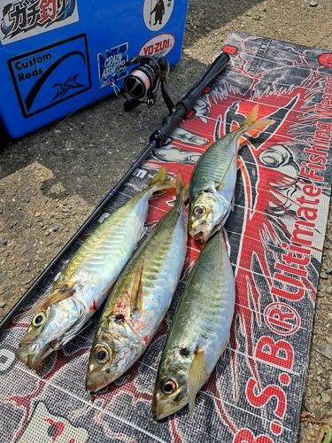 マルアジの釣果