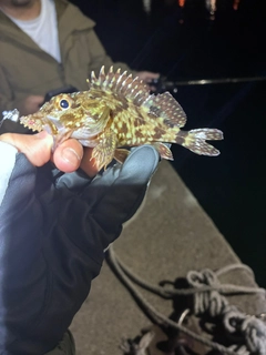 シロメバルの釣果