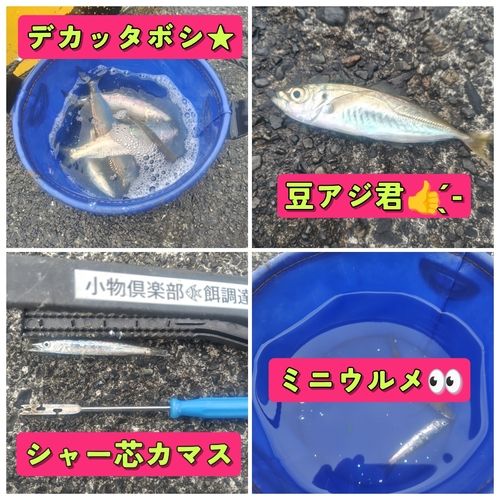 カマスの釣果