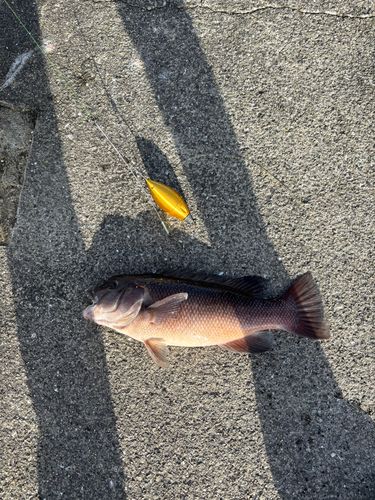 コブダイの釣果