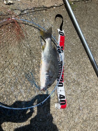 キビレの釣果