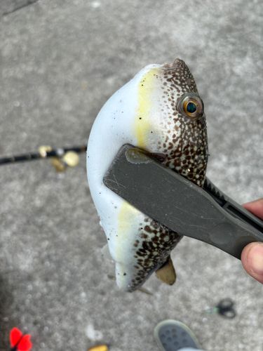 ショウサイフグの釣果