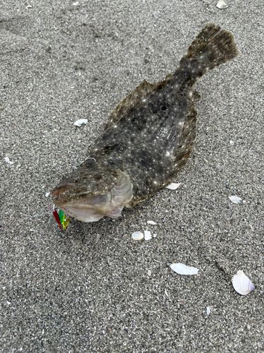 ヒラメの釣果