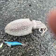 シリヤケイカの釣果