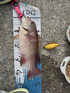 コブダイの釣果