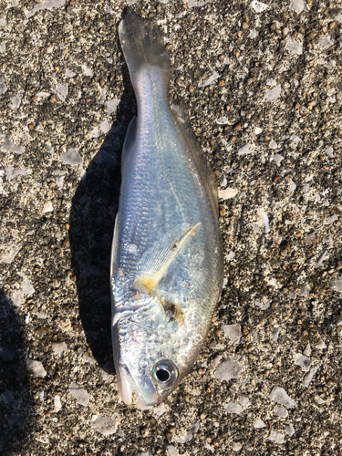 ヘダイの釣果