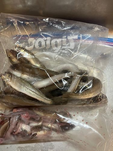 アナゴの釣果