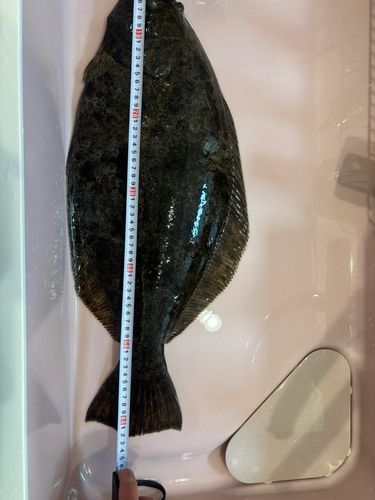ヒラメの釣果