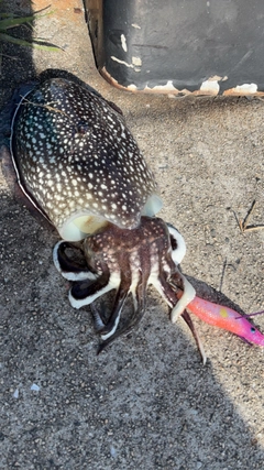 シリヤケイカの釣果