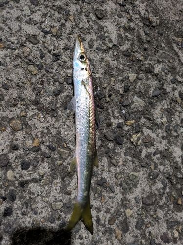 カマスの釣果