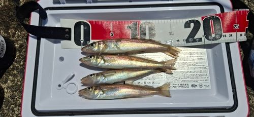 キスの釣果
