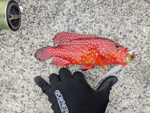 ユカタハタの釣果