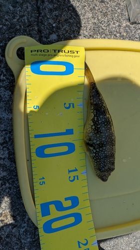 フグの釣果
