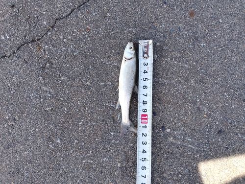 ウグイの釣果