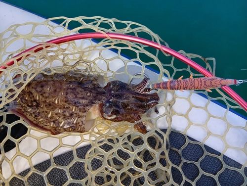 モンゴウイカの釣果