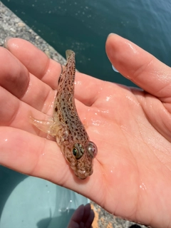 オキエソの釣果