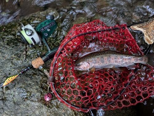 アマゴの釣果