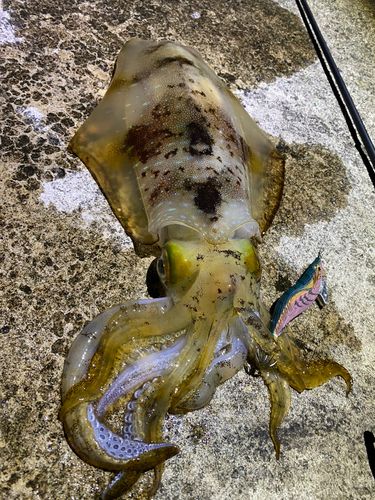 アオリイカの釣果