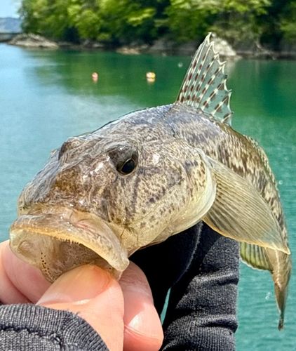 マハゼの釣果