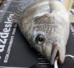 キビレの釣果
