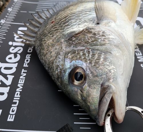 キビレの釣果