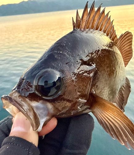 メバルの釣果