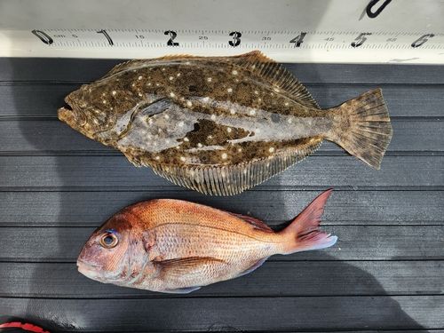 ヒラメの釣果