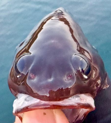 ドンコの釣果