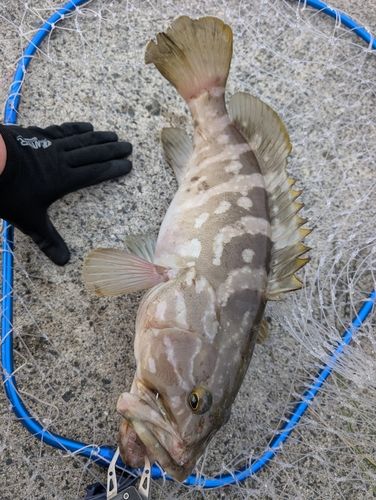 クエの釣果