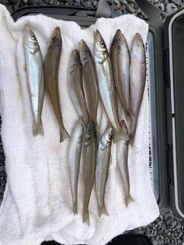 シロギスの釣果