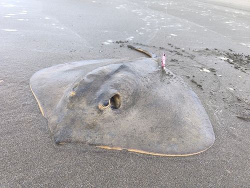 アカエイの釣果