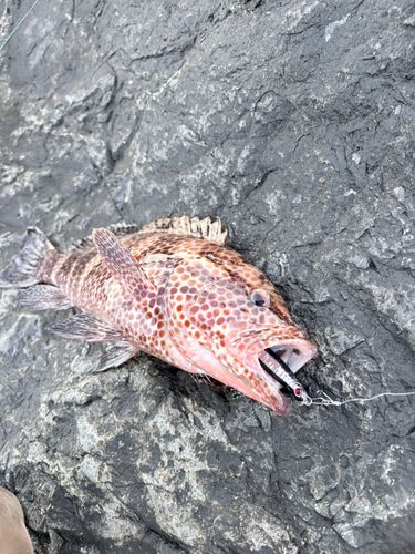 オオモンハタの釣果