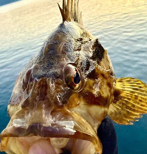 ベッコウゾイの釣果