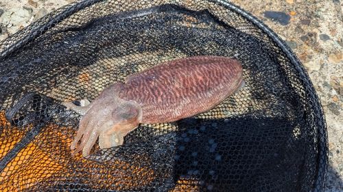 コウイカの釣果