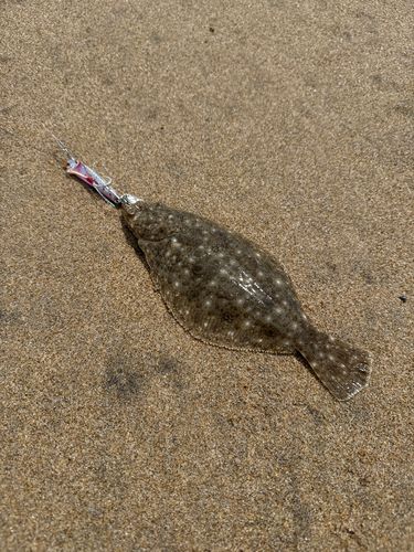 ソゲの釣果