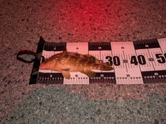 アコウの釣果