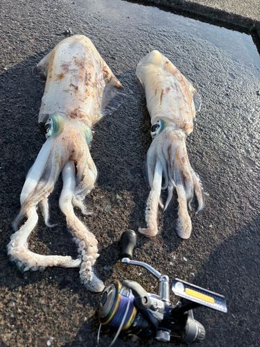 アオリイカの釣果